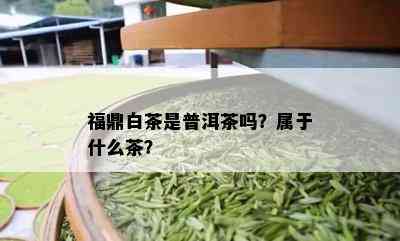 福鼎白茶是普洱茶吗？属于什么茶？