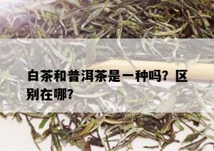 白茶和普洱茶是一种吗？区别在哪？