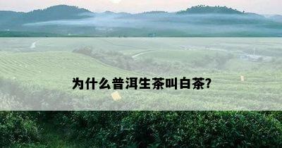 为什么普洱生茶叫白茶？