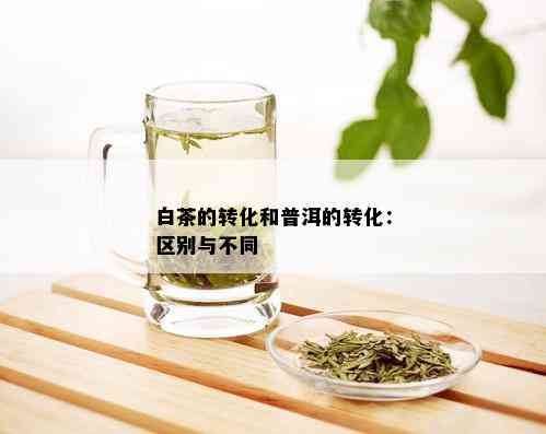 白茶的转化和普洱的转化：区别与不同