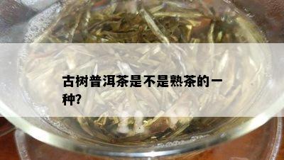 古树普洱茶是不是熟茶的一种？