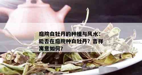 庭院白牡丹的种植与风水：能否在庭院种白牡丹？吉祥寓意如何？