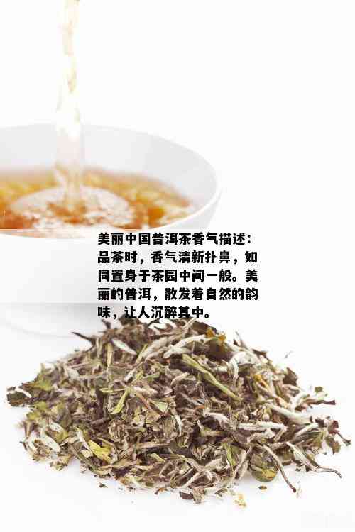 美丽中国普洱茶香气描述：品茶时，香气清新扑鼻，如同置身于茶园中间一般。美丽的普洱，散发着自然的韵味，让人沉醉其中。