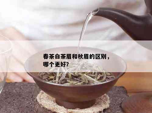 春茶白茶眉和秋眉的区别，哪个更好？