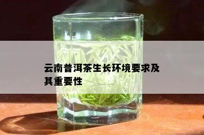 云南普洱茶生长环境要求及其重要性