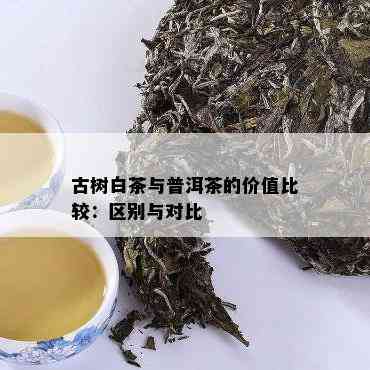 古树白茶与普洱茶的价值比较：区别与对比