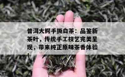 普洱大鳄手撕白茶：品鉴新茶叶，传统手工技艺完美呈现，带来纯正原味茶香体验！