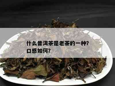 什么普洱茶是老茶的一种？口感如何？