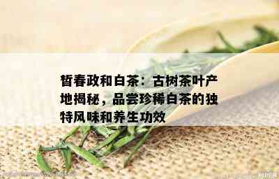 皙春政和白茶：古树茶叶产地揭秘，品尝珍稀白茶的独特风味和养生功效