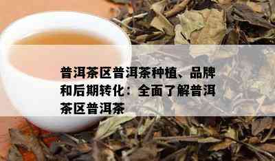 普洱茶区普洱茶种植、品牌和后期转化：全面了解普洱茶区普洱茶