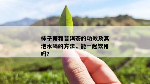 柿子蒂和普洱茶的功效及其泡水喝的方法，能一起饮用吗？