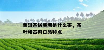 普洱茶锅底塘是什么茶，茶叶和古树口感特点