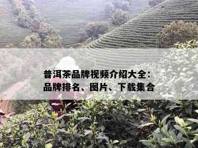 普洱茶品牌视频介绍大全：品牌排名、图片、下载集合