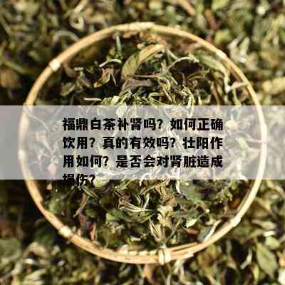 福鼎白茶补肾吗？如何正确饮用？真的有效吗？壮阳作用如何？是否会对肾脏造成损伤？