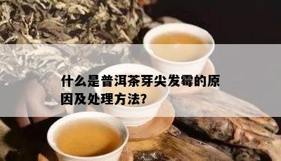 什么是普洱茶芽尖发霉的原因及处理方法？