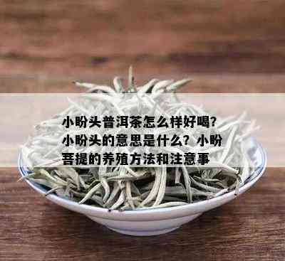 小盼头普洱茶怎么样好喝？小盼头的意思是什么？小盼菩提的养殖方法和注意事