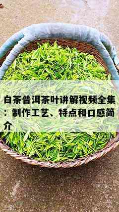 白茶普洱茶叶讲解视频全集：制作工艺、特点和口感简介