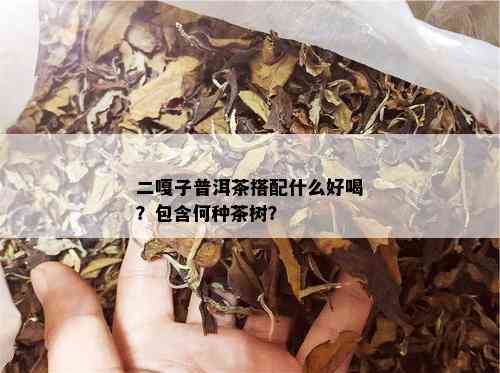 二嘎子普洱茶搭配什么好喝？包含何种茶树？