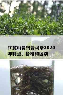 忙麓山昔归普洱茶2020年特点、价格和区别