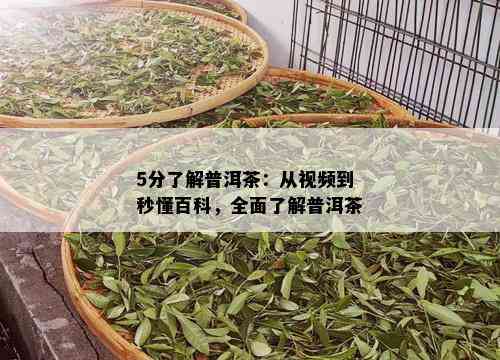 5分了解普洱茶：从视频到秒懂百科，全面了解普洱茶