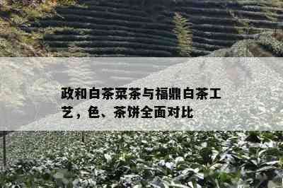 政和白茶菜茶与福鼎白茶工艺，色、茶饼全面对比