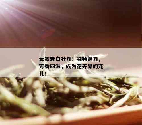 云露岩白牡丹：独特魅力，芳香四溢，成为花卉界的宠儿！