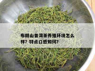 布朗山普洱茶养殖环境怎么样？特点口感如何？