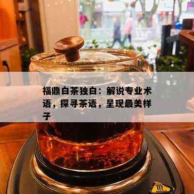 福鼎白茶独白：解说专业术语，探寻茶语，呈现最美样子