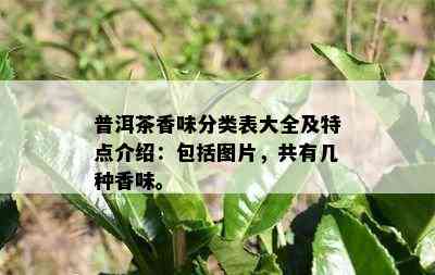 普洱茶香味分类表大全及特点介绍：包括图片，共有几种香味。