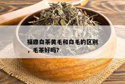 福鼎白茶黄毛和白毛的区别，毛茶好吗？