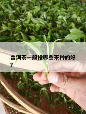 普洱茶一般指哪些茶种的好？