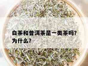 白茶和普洱茶是一类茶吗？为什么？