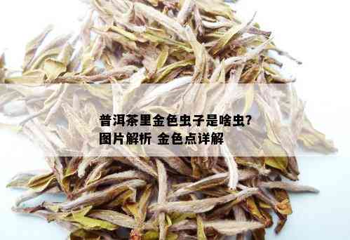 普洱茶里金色虫子是啥虫？图片解析 金色点详解