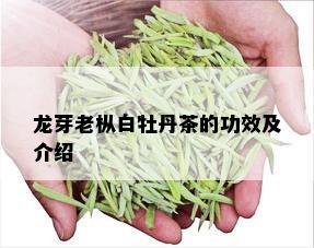 龙芽老枞白牡丹茶的功效及介绍