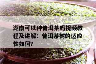 湖南可以种普洱茶吗视频教程及讲解：普洱茶树的适应性如何？