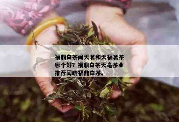 福鼎白茶闽天茗和天福茗茶哪个好？福鼎白茶天毫茶业推荐闽皓福鼎白茶。