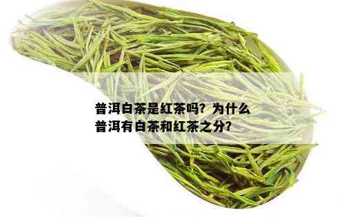 普洱白茶是红茶吗？为什么普洱有白茶和红茶之分？