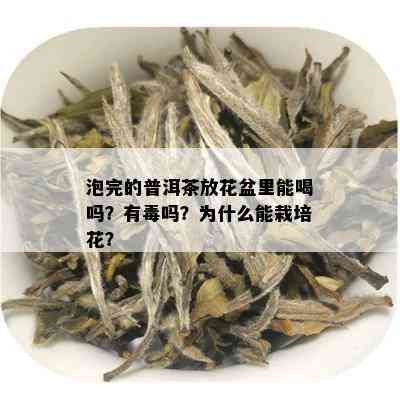 泡完的普洱茶放花盆里能喝吗？有吗？为什么能栽培花？