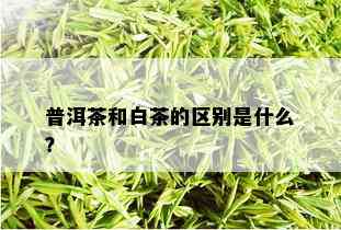 普洱茶和白茶的区别是什么？