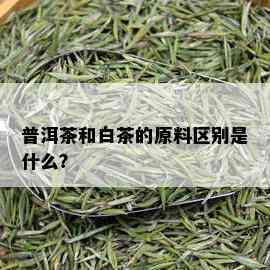 普洱茶和白茶的原料区别是什么？