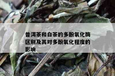 普洱茶和白茶的多酚氧化酶区别及其对多酚氧化程度的影响