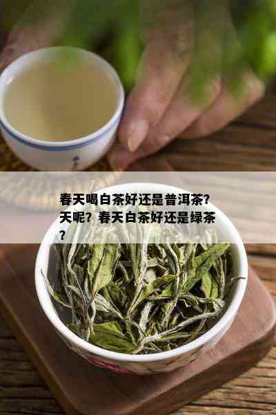 春天喝白茶好还是普洱茶？天呢？春天白茶好还是绿茶？