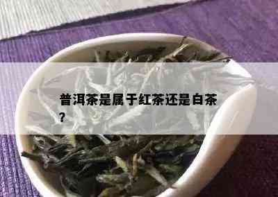 普洱茶是属于红茶还是白茶？