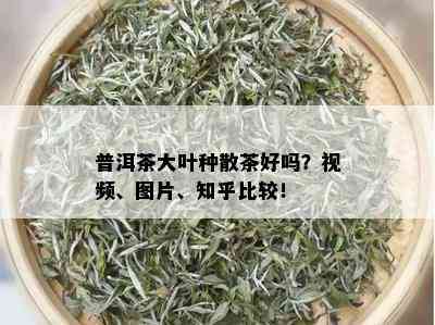 普洱茶大叶种散茶好吗？视频、图片、知乎比较！