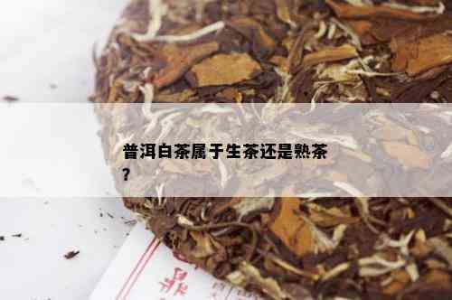 普洱白茶属于生茶还是熟茶？