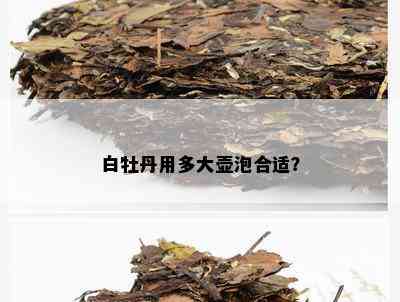 白牡丹用多大壶泡合适？