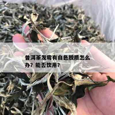 普洱茶发霉有白色胶质怎么办？能否饮用？