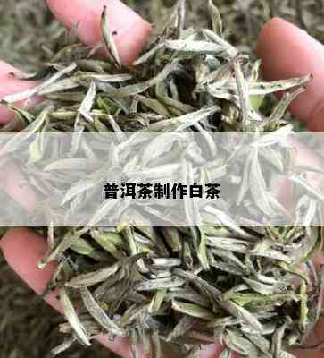 普洱茶制作白茶