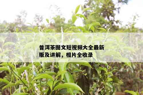 普洱茶图文短视频大全最新版及讲解，相片全收录