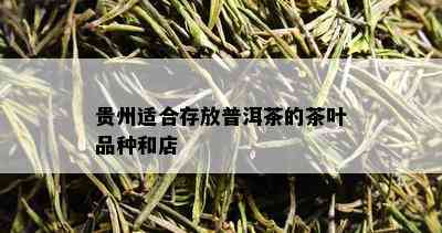 贵州适合存放普洱茶的茶叶品种和店